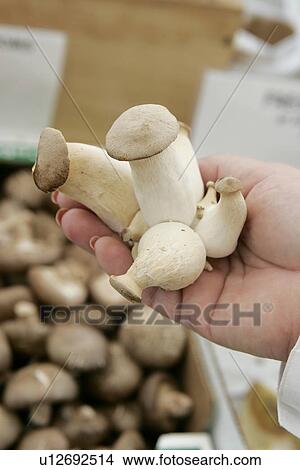 Trumpet Royal Mushroom View Large Photo Image Picture - Trumpet Royal Mushroom. Fotosearch