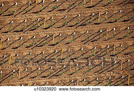 Stock Image - Vines in Napa Valley, California, North America. Fotosearch