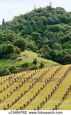 Stock Image - Vines, Napa Valley, California, North America. Fotosearch