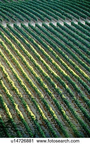 Stock Image - Vines, Napa Valley, California, North America. Fotosearch