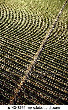 Stock Photograph - Vines, Napa Valley, California, North America. Fotosearch