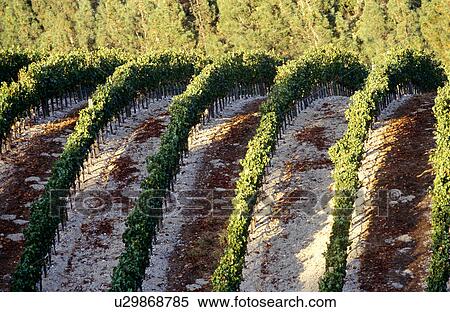 Stock Photography - Vines, Napa Valley, California, North America. Fotosearch