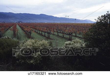 Vineyard View Large Photo Image Stock Image - Vineyard. Fotosearch