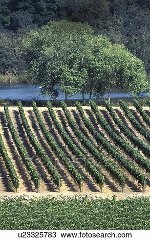 Vineyard View Large Photo Image Stock Image - Vineyard. Fotosearch