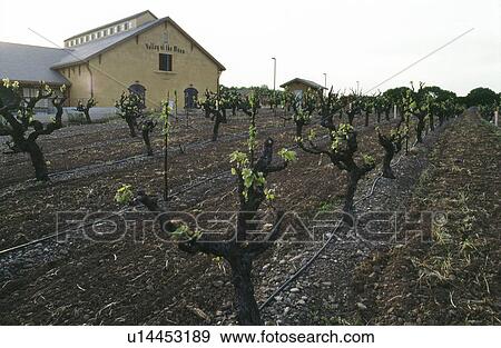 Stock Photo - Vineyard - valley of the moon. Fotosearch