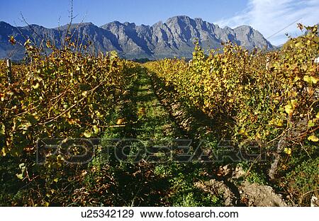 Vineyards and Mountains of Franschhoek View Large Photo Image Stock Photo - Vineyards and Mountains of Franschhoek. Fotosearch