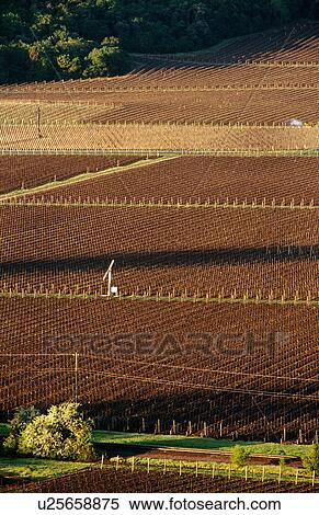 Vineyards in the Napa Valley, California, North America View Large Photo Image Stock Photography - Vineyards in the Napa Valley, California, North America. Fotosearch