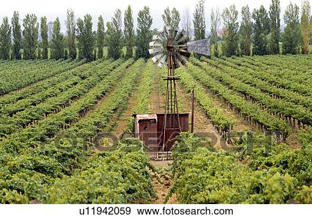 Stock Photo - Vineyards, Napa Valley, California, North America. Fotosearch