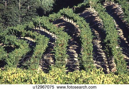 Vineyards Nappa Valley View Large Photo Image Stock Photography - Vineyards Nappa Valley. Fotosearch