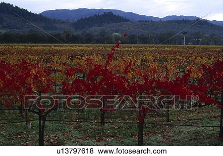 Stock Photo - Vineyards. Fotosearch