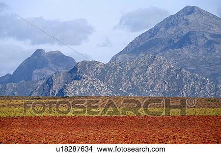 Picture - Vineyars along the Hex River Valley in South Africa. Fotosearch