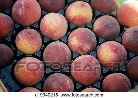 Stock Photography - White Peaches at Farmers Market. Fotosearch