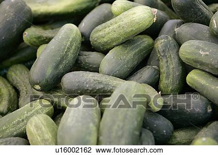 Zucchini at Farmers Market View Large Photo Image Stock Image - Zucchini at Farmers Market. Fotosearch