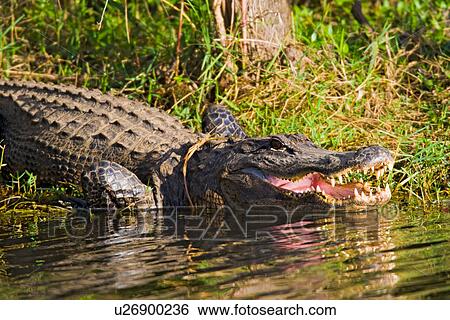 alligators alligator north america united states View Large Photo Image Stock Photograph - alligators alligator north america united states. Fotosearch