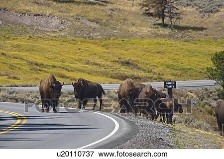 Stock Photo -  american bison herd road animals wildlife beast. Fotosearch