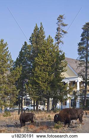 american bison lake hotel national park wyoming View Large Photo Image Stock Image - american bison lake hotel national park wyoming. Fotosearch