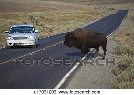 Stock Image -  american bison national park hayden valley haven. Fotosearch