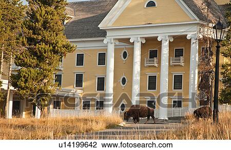 american bison national park wyoming united park View Large Photo Image Stock Image - american bison national park wyoming united park. Fotosearch
