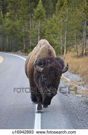 american bison national park wyoming animals View Large Photo Image Stock Image - american bison national park wyoming animals. Fotosearch