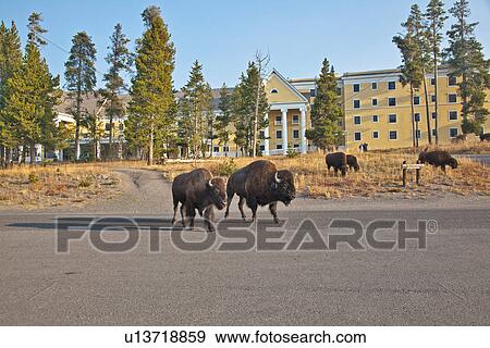 american bison national park wyoming united park View Large Photo Image Stock Photo - american bison national park wyoming united park. Fotosearch