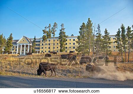 american bison national park wyoming united park View Large Photo Image Stock Photo - american bison national park wyoming united park. Fotosearch