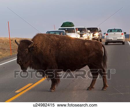 american bison national park wyoming animals View Large Photo Image Stock Photography - american bison national park wyoming animals. Fotosearch