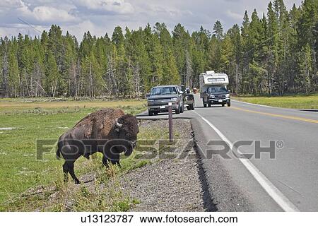 american bison road animals wildlife mammals View Large Photo Image Stock Photo - american bison road animals wildlife mammals. Fotosearch