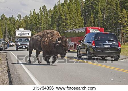 Stock Photograph -  american bison road animals wildlife mammals. Fotosearch