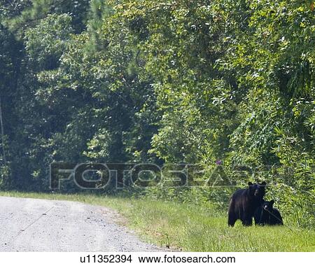 american black bear ursus americanus north nc nc View Large Photo Image Picture - american black bear ursus americanus north nc nc. Fotosearch