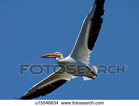 Picture -  american white pelican pelecanus awpe fishing. Fotosearch