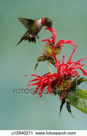 archilocus colubris nectariing bee balm oswego View Large Photo Image Stock Image - archilocus colubris nectariing bee balm oswego. Fotosearch