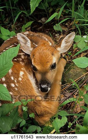 Stock Image -  baby design whitetail deer odocoileus fawn young . Fotosearch