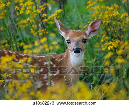 baby design whitetail deer odocoileus fawn young View Large Photo Image Stock Image - baby design whitetail deer odocoileus fawn young . Fotosearch