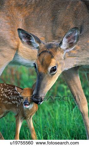 Stock Image -  baby design whitetail deer odocoileus doe female . Fotosearch