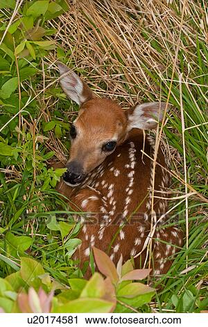 baby design whitetail deer odocoileus fawn va View Large Photo Image Stock Image - baby design whitetail deer odocoileus fawn va . Fotosearch