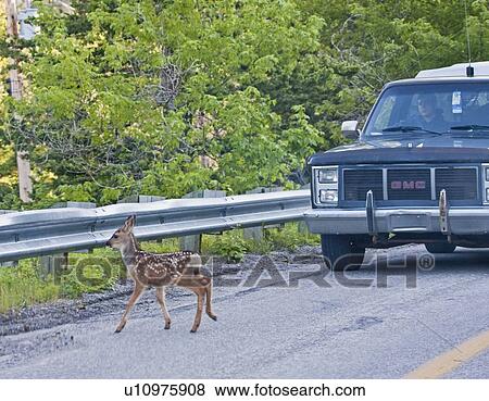baby mule deer odocoileus hemionus fawn highway View Large Photo Image Stock Photo - baby mule deer odocoileus hemionus fawn highway . Fotosearch