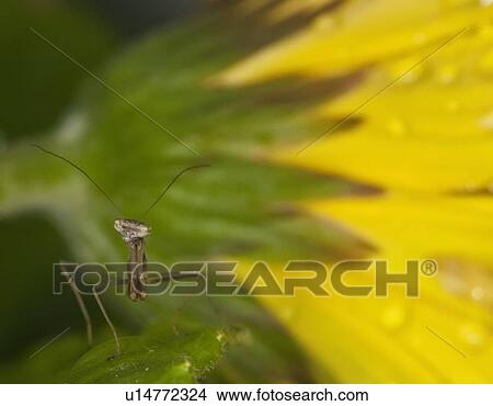baby praying mantis religiosa hatchling young va View Large Photo Image Picture - baby praying mantis religiosa hatchling young va . Fotosearch