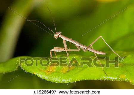Stock Photo -  baby praying mantis religiosa hatchling young va . Fotosearch