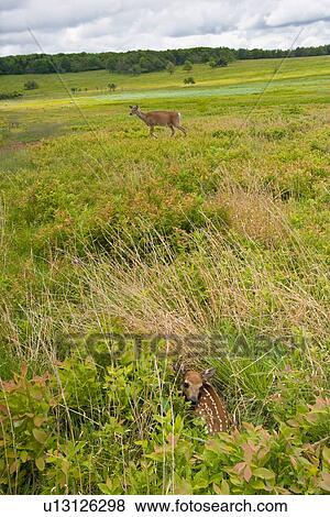 baby whitetail deer odocoileus doe female fawn View Large Photo Image Stock Photo - baby whitetail deer odocoileus doe female fawn . Fotosearch