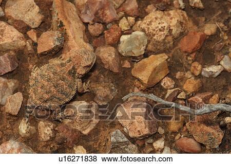 Stock Photo -  background family pattern nature texture short . Fotosearch