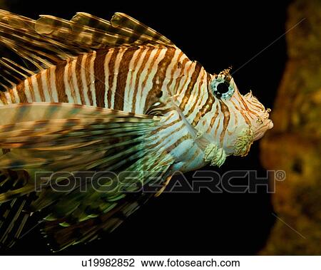 beach design fish lionfish pterois sp virginia View Large Photo Image Stock Image - beach design fish lionfish pterois sp virginia . Fotosearch