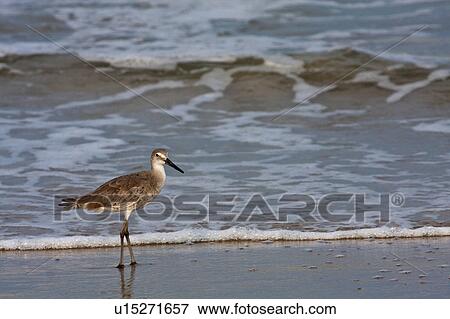 Stock Photo -  beach water design willet north carolina nc nags . Fotosearch