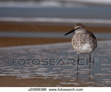 Stock Photograph -  beach water design willet north carolina nc nags . Fotosearch