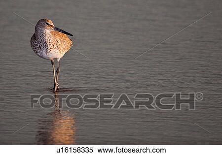 beach water design willet north carolina nc nags View Large Photo Image Stock Photography - beach water design willet north carolina nc nags . Fotosearch