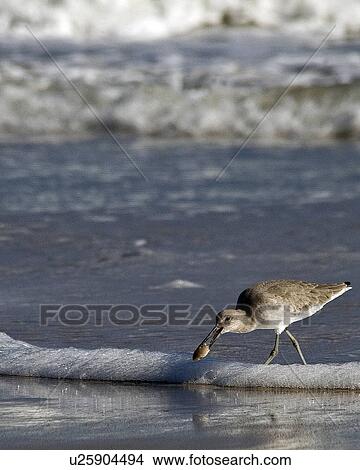 beach water willet north america carolina nc nc View Large Photo Image Picture - beach water willet north america carolina nc nc. Fotosearch
