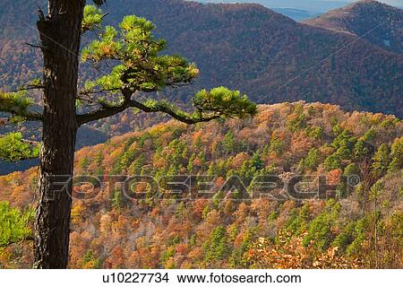 big run overlook shenandoah national park north View Large Photo Image Picture - big run overlook shenandoah national park north. Fotosearch