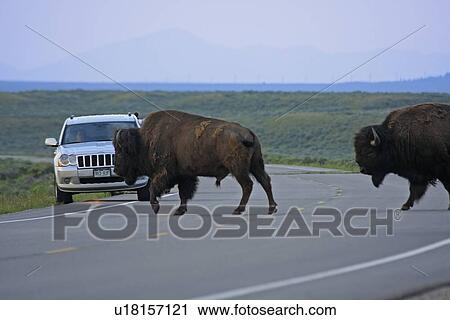 Stock Image -  bison crossing road wyoming grand teton national. Fotosearch