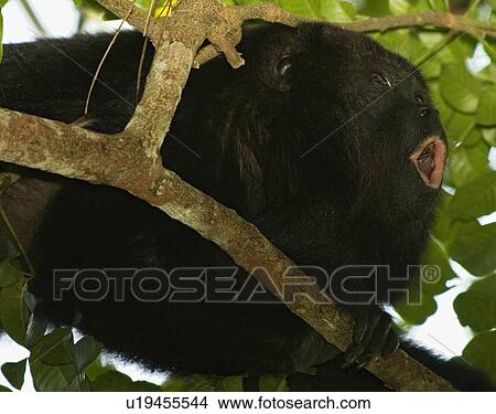 Picture -  black holwer monkey alouatta pigra belize black. Fotosearch