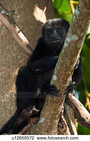 black howler monkey alouatta pigra lamanai walk View Large Photo Image Stock Image - black howler monkey alouatta pigra lamanai walk. Fotosearch