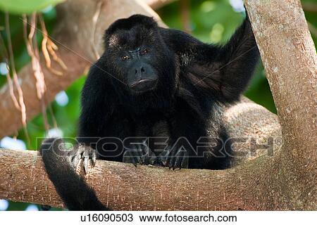 black howler monkey alouatta pigra lamanai walk View Large Photo Image Stock Image - black howler monkey alouatta pigra lamanai walk. Fotosearch